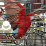 Petland Florence