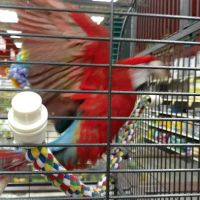 Petland Florence ico
