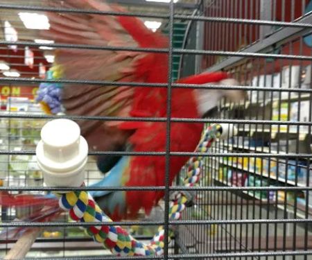 Petland Florence