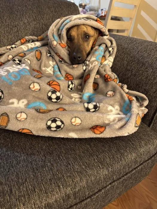 The Pet Wellness Group: Florence Picture 1