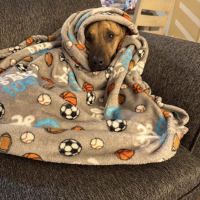 The Pet Wellness Group: Florence ico