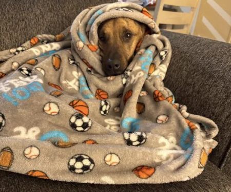 The Pet Wellness Group: Florence