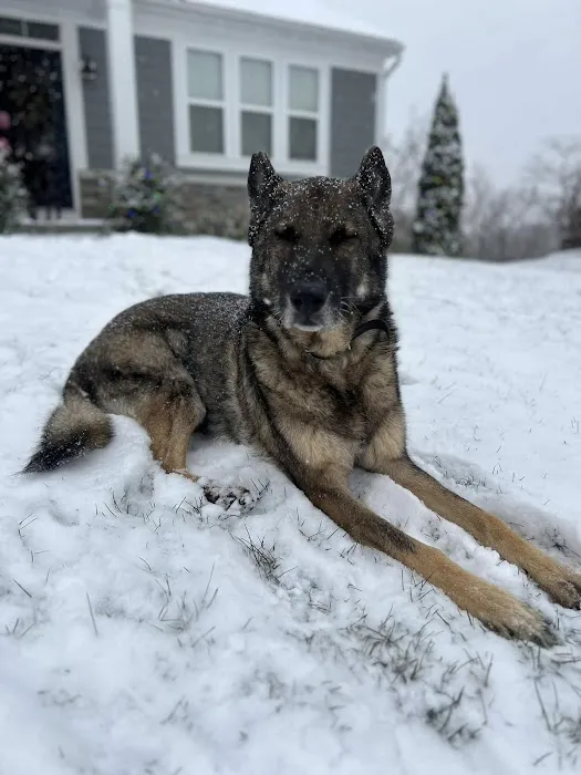The Pet Wellness Group: Florence Picture 10