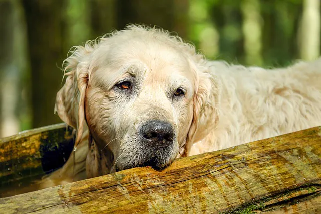 The Pet Wellness Group: Florence Picture 2