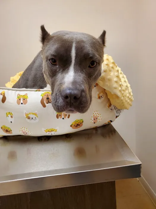 Shelby Street Veterinary Hospital Picture 10