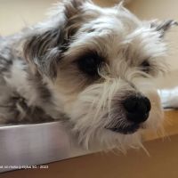 Noah's Ark Animal Clinic of Florence ico