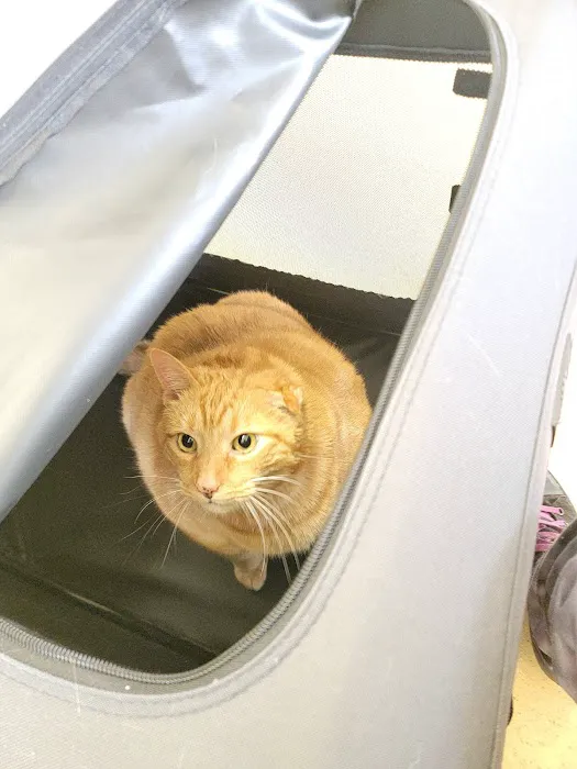 Noah's Ark Animal Clinic of Florence Picture 3