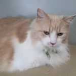 Paws & Claws Animal Hospital