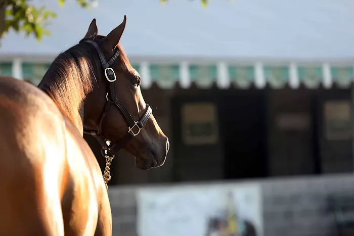 Maximum Yield Bloodstock Picture 1