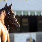 Maximum Yield Bloodstock