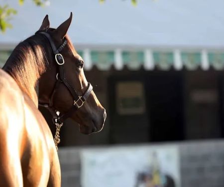 Maximum Yield Bloodstock