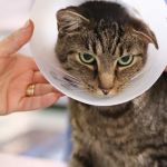 Paris Veterinary Clinic, PLC