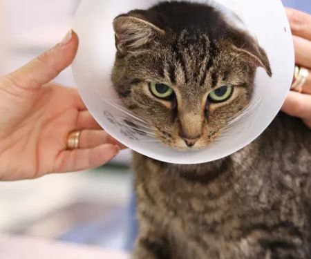 Paris Veterinary Clinic, PLC