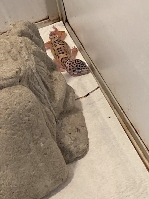 World of Pets LLC Picture 8