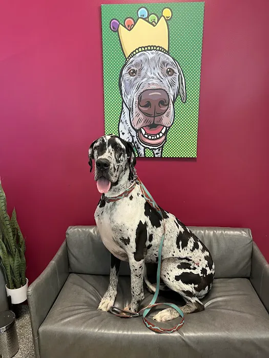 PetVet365 Pet Hospital Florence Picture 3