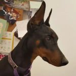 Crossroads Veterinary Clinic, LLC