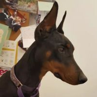 Crossroads Veterinary Clinic, LLC ico