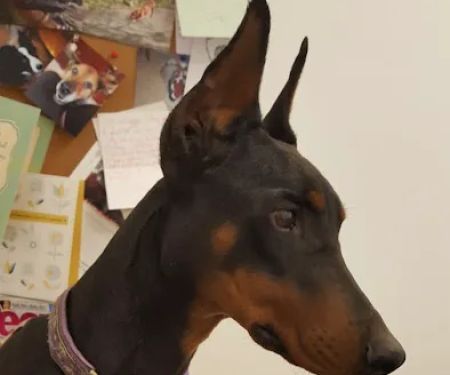 Crossroads Veterinary Clinic, LLC