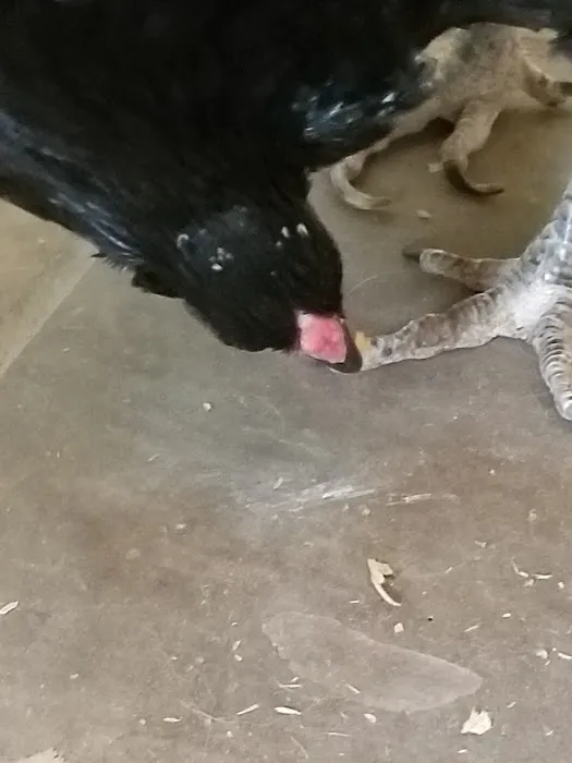 Crossroads Veterinary Clinic, LLC Picture 5