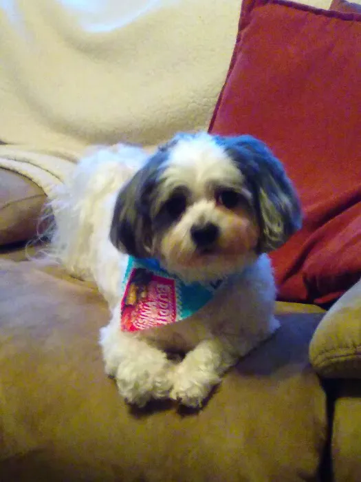 Crossroads Veterinary Clinic, LLC Picture 2