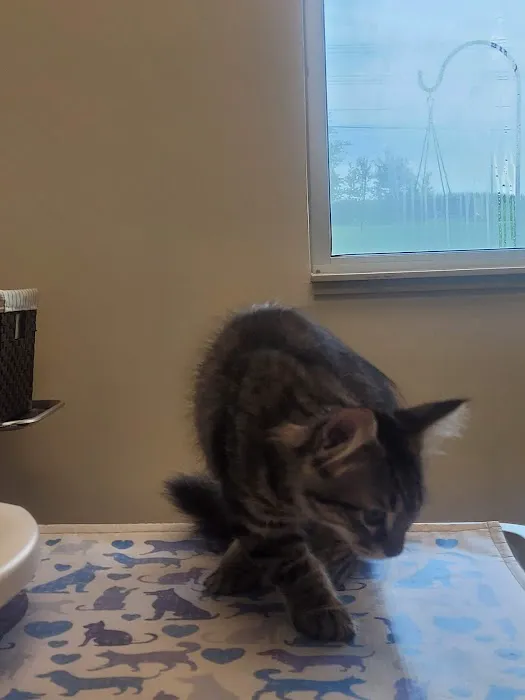 VCA Woodford Animal Hospital Picture 10