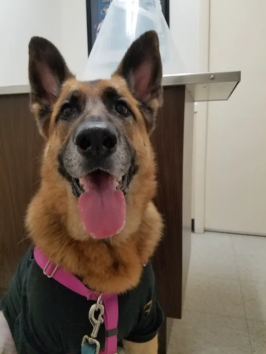 VCA Woodford Animal Hospital Picture 6