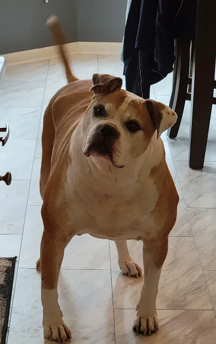 Anderson Animal Hospital Picture 3