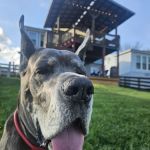 Anderson Animal Hospital