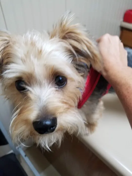 Anderson Animal Hospital Picture 5