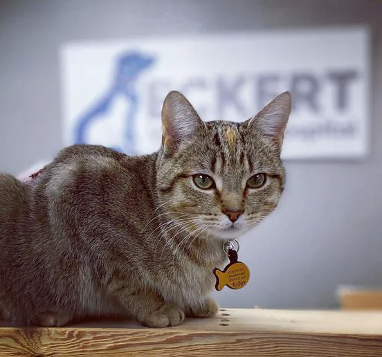 Eckert Veterinary Hospital Picture 4