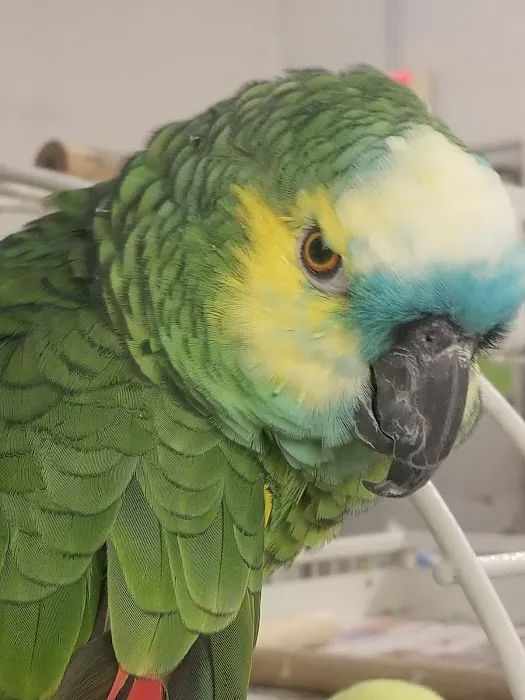 Delhi Pet Center Picture 2