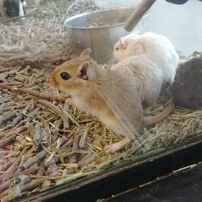 Delhi Pet Center Picture 6