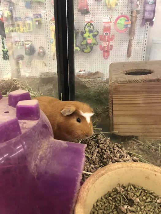 Delhi Pet Center Picture 9