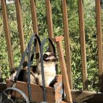 Brinker Animal Hospital