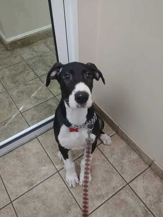 Brinker Animal Hospital Picture 2