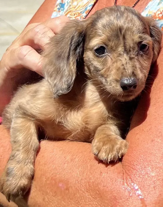 Brinker Animal Hospital Picture 4