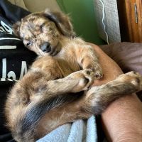 Animal Hospital of Delhi Hills ico