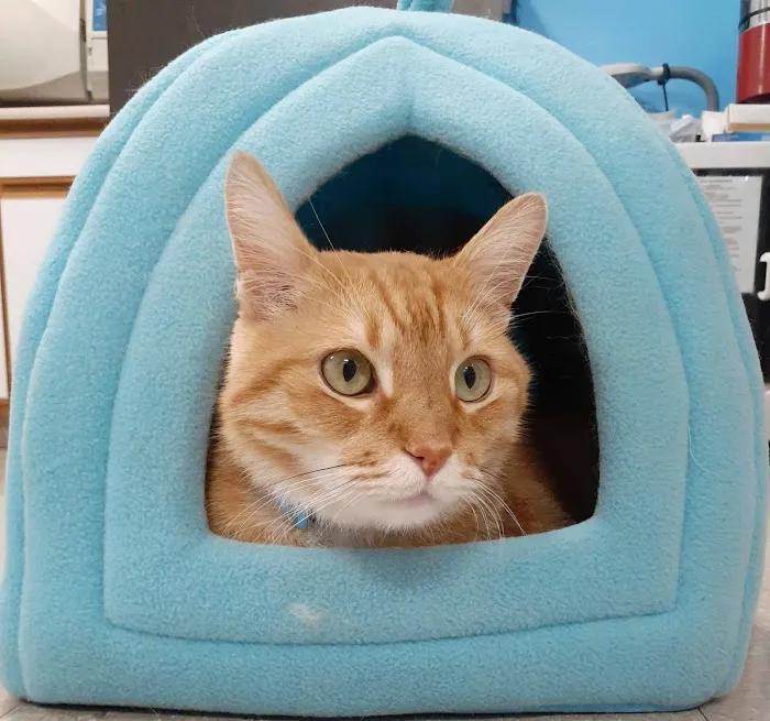Oak Crest Animal Hospital Picture 10