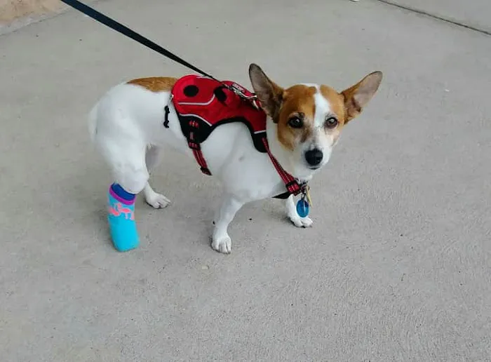 Oak Crest Animal Hospital Picture 2