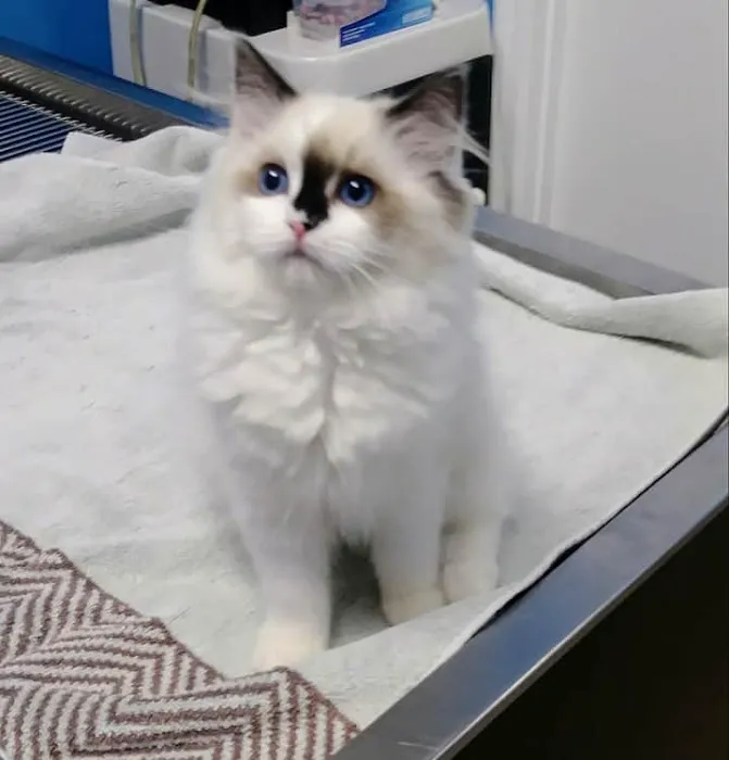 Oak Crest Animal Hospital Picture 4