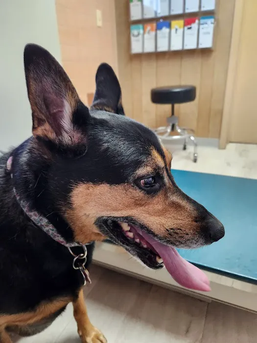 Westside Animal Hospital Picture 1