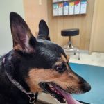 Westside Animal Hospital