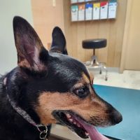 Westside Animal Hospital ico