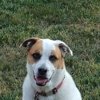 Glenway Animal Hospital ico
