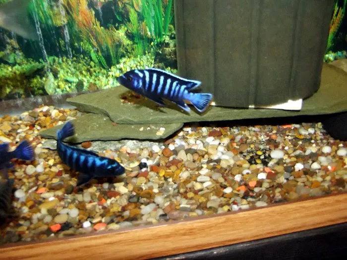 Blue Hook Aquatics Picture 1
