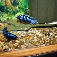 Blue Hook Aquatics ico