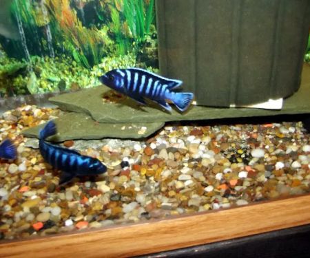Blue Hook Aquatics
