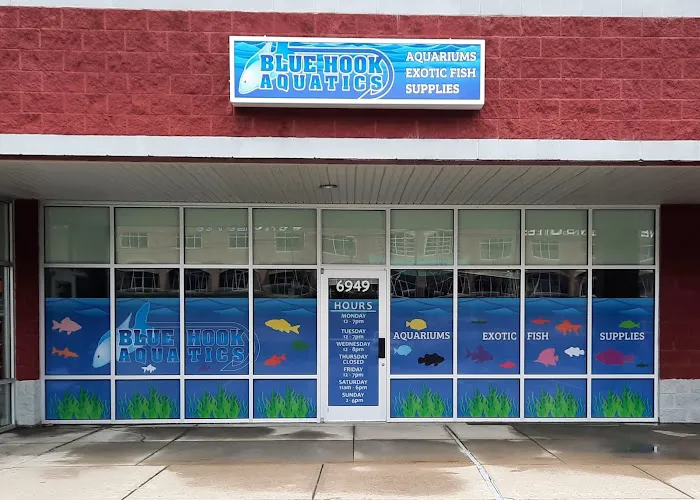 Blue Hook Aquatics Picture 5