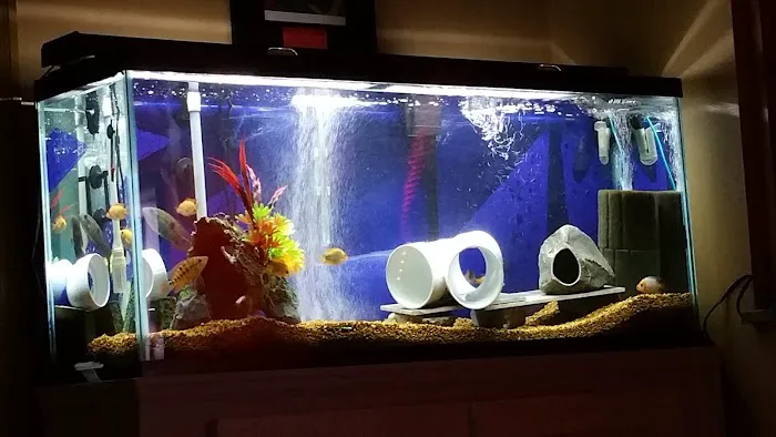 Blue Hook Aquatics Picture 6