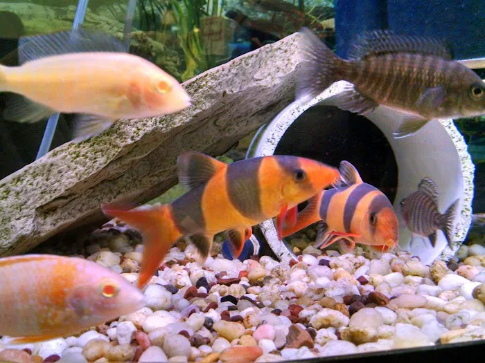 Blue Hook Aquatics Picture 8